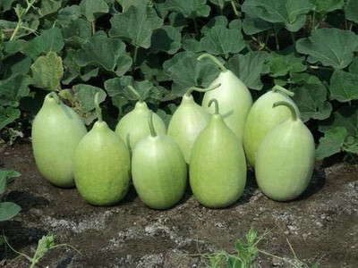 KANAYA LAW/LOWKI Round Bottle Gourd Lauki/Lau/Clabash Seed(75 per packet)