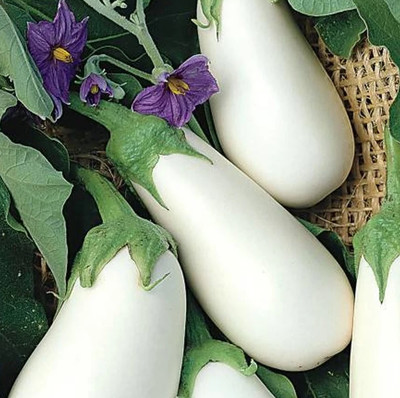 UGRA Brinjal Seed(400 per packet)