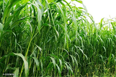 Seedsilk Original Cow Grass Seed(4000 per packet)