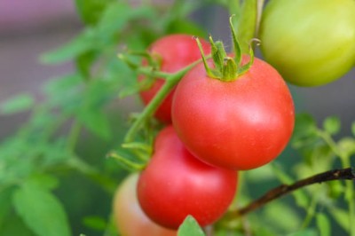 Heen Fab tomato Seed(100 per packet)