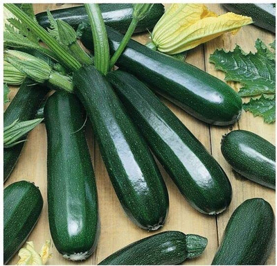 CRGO ZUCCHINI Seed(125 per packet)