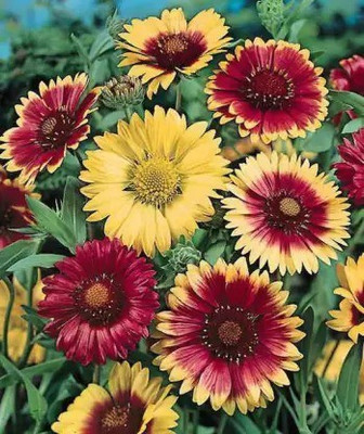 MAA Gaillardia, Pulchela Double Mix Seed(24 per packet)