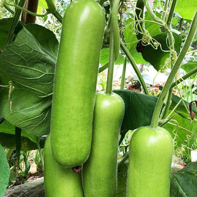 CYBEXIS Zucchini Summer Squash Seeds400 Seeds Seed(400 per packet)