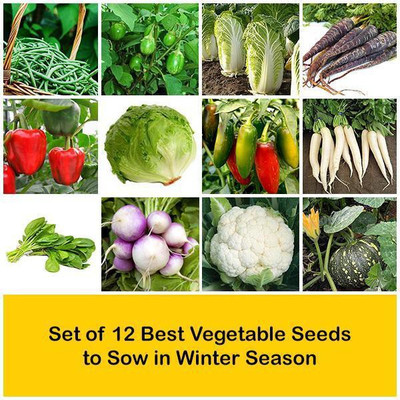 CYBEXIS Set of 12 Best Vegetable Seeds to Sow in Winter Season Seed(10 g)