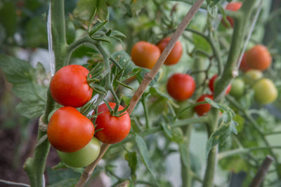 Radhekrishna tomato Seed(130 per packet)