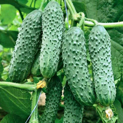Avysa Cucumber Seed(250 per packet)
