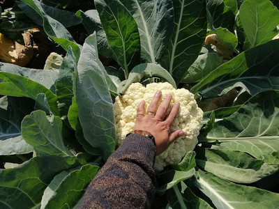 WILLVINE VMR -I Hybrid F-1 Rani Cauliflower[10g, 3000 Seeds] Seed(3000 per packet)