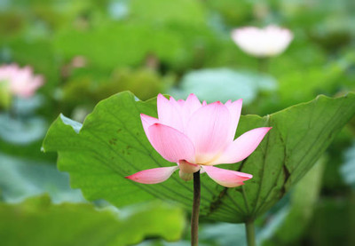 seedkart Lotus Seed(11 per packet)