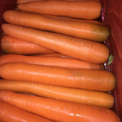 Quentova Orange Gajar Carrot Vegetable-7P-CTU Seed(250 per packet)