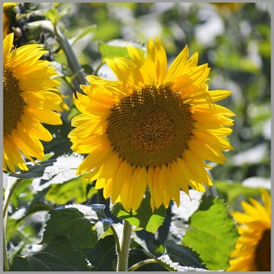 Aywal Sunflower Russian Giant Flower Seeds For Home Gardening Seed(60 per packet)