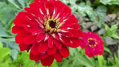 Aro Zinnia mix Seed(25 per packet)