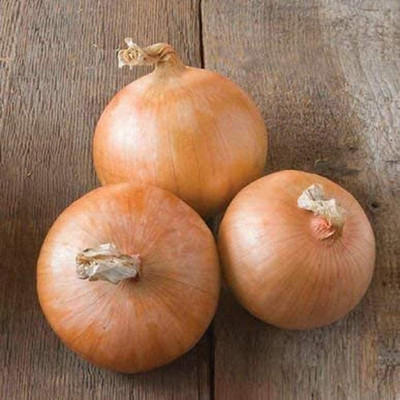 VibeX NDIR-34 - Onion Intermediate-Day Candy (Yellow) - (4500 Seeds) Seed(4500 per packet)