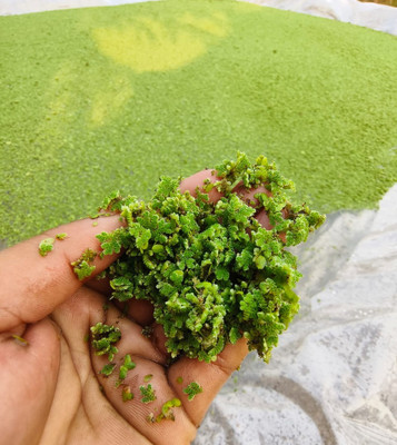 BDSresolve ajolla fern seeds/ajolla fern plant seeds Seed(1010 per packet)