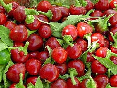 Qualtivate RES-7A Chilli Pepper Hot Round Seed(300 per packet)