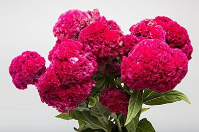 KANAYA Cockscomb Seed(10 per packet)