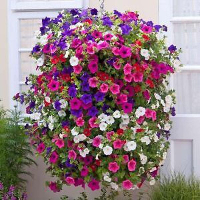 XOLDA Exotic petunia Seed(10 per packet)