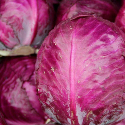 CYBEXIS Red Purple Cabbage Seeds 2000 Seeds Seed(2000 per packet)