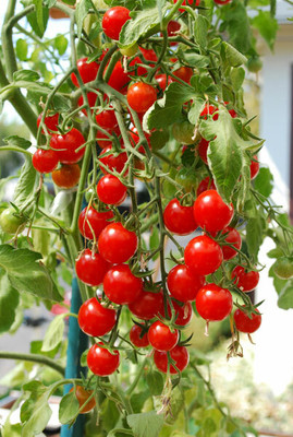 CYBEXIS Cherry Tomato Varieties—‘Sweet 100’2000 Seeds Seed(2000 per packet)