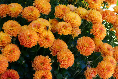 KANAYA marigold,gende ka phool seeds Seed(21 per packet)