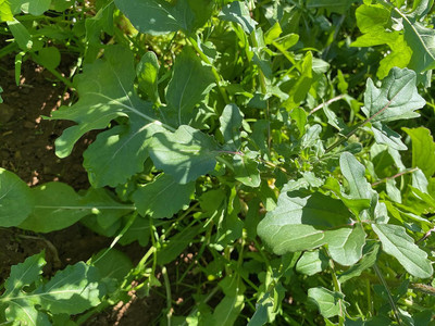 Qualtivate NBIR-58 Arugula Roquette Seeds Seed(500 per packet)