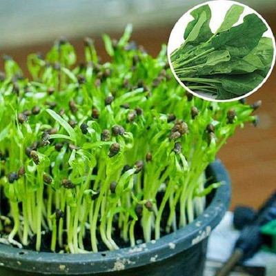CYBEXIS Palak200 Seeds Seed(200 per packet)