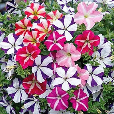 Qualtivate VXI-64 Petunia Starfall Rainbow Mix Seeds Seed(50 per packet)