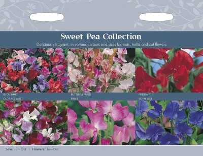 CYBEXIS Flower - Sweet Peas Collection Seed(50 per packet)