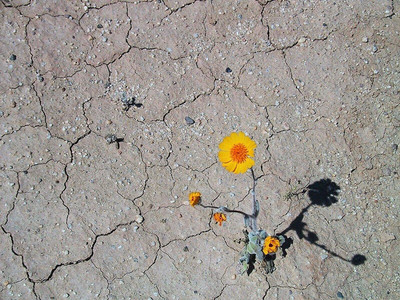 VibeX XLR-40 - Yellow Desert Marigold - (2250 Seeds) Seed(2250 per packet)