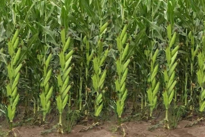 JVK 100g, hybrid corn/maize/makka seed highest yield long bhutta Seed(100 per packet)