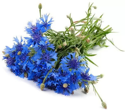MAA Cornflower Seed(16 per packet)