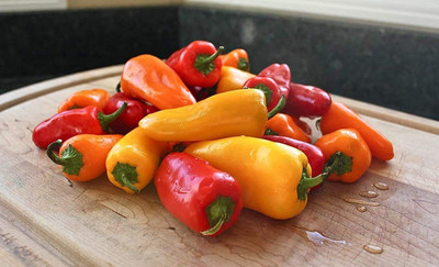 CYBEXIS Hardy Long Pepper Chilli Mix Seeds2400 Seeds Seed(2400 per packet)