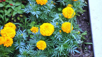 SIDDHARTH FISH FARM marigold/gende ka phool flower seeds Seed(75 per packet)