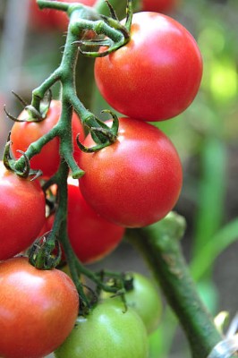 Digikida tomato Seed(30 per packet)