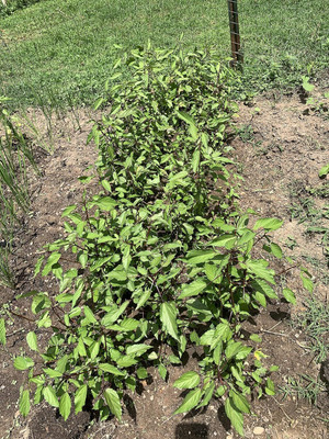 Qualtivate GBPT-4A Red Jute Egyptian Spinach Seed(100 per packet)