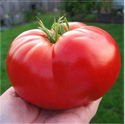 DIVINE TOMATO , TAMATAR Seed(20 per packet)