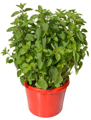 PROWSEED Oregano - Greek Origanum vulgare Seed(30 per packet)