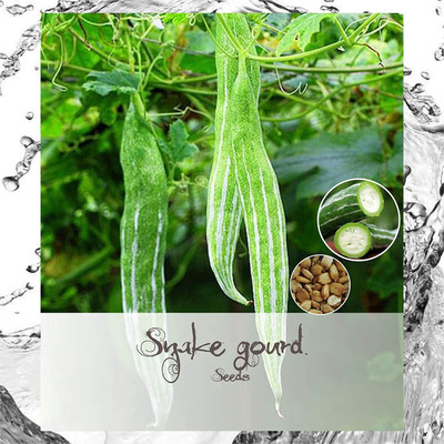 Qualtivate XXX-7A High Yield Snake Gourd Seed(25 per packet)