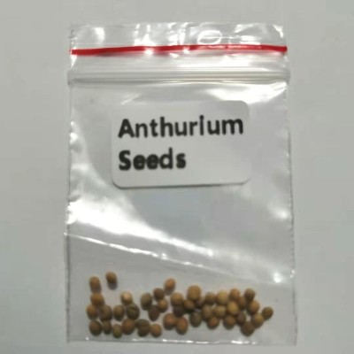 BJUBAS Antirrhinum flower seeds PACK OF 24 Seed(24 per packet)