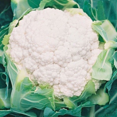 Quentova Cauliflower seeds - Barcelona-8B-NCS Seed(300 per packet)