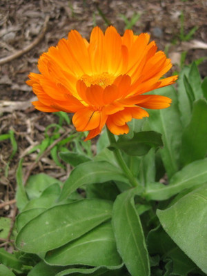 Lippy Organic Orange Calendula Seed(70 per packet)