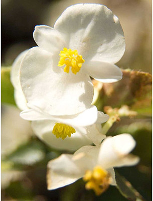 CYBEXIS TLX-7 - Fibrous Begonia Cocktail Series Plant - (270 Seeds) Seed(270 per packet)