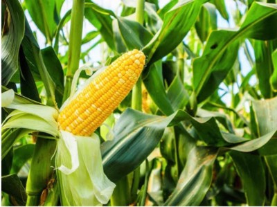 greenfarm NXC- Yellow Sweet Corn Seeds/ Best Quality , 100 X Seeds, dft16 Seed(100 per packet)