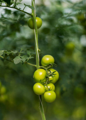 WHYGI tomato Seed(55 per packet)
