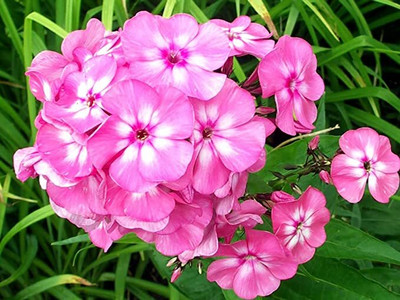 Aywal Phlox Flower Seed, Fragrant Dwarf Hybrid Beauty Mixed Seed(40 per packet)