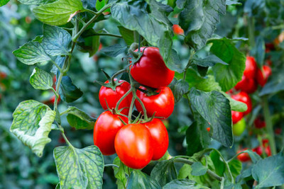 worldex tomato Seed(145 per packet)