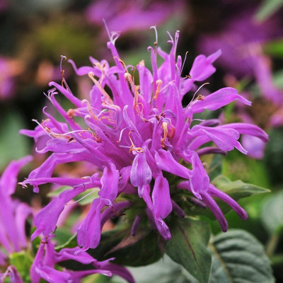 Hybrid Galaxy bee balm beautiful flower hybrid seeds 1-packet Seed(10 per packet)