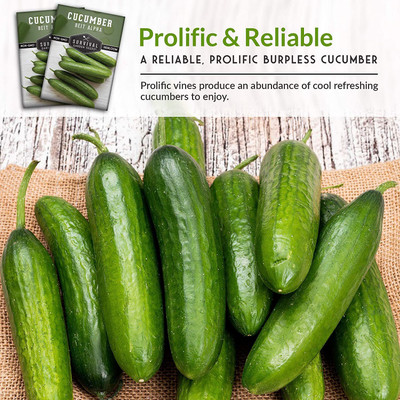 CYBEXIS HUA-48 - Beit Alpha Cucumber - (1350 Seeds) Seed(1350 per packet)