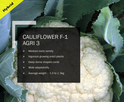 CYBEXIS CAULIFLOWER F-1 AGRI 3 SEEDS(1000 Seeds) Seed(1000 per packet)