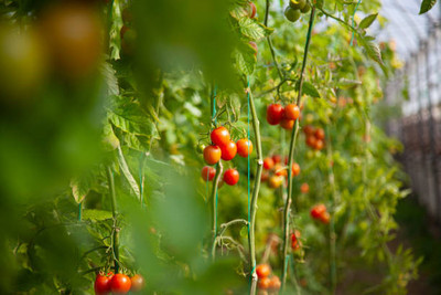 Boopow tomato Seed(60 per packet)
