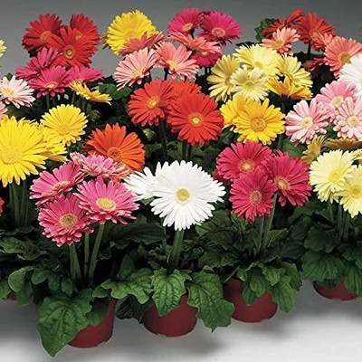 VibeX LX-81 - Jaguar Mix Gerbera Daisy Uniform and High-Yield - (60 Seeds) Seed(60 per packet)